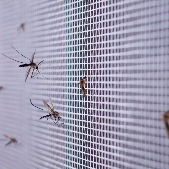 Cedar Hill Pest Control Mosquitoes gathering on a window mesh, emphasizing the need for residential mosquito control services in cedar hill.