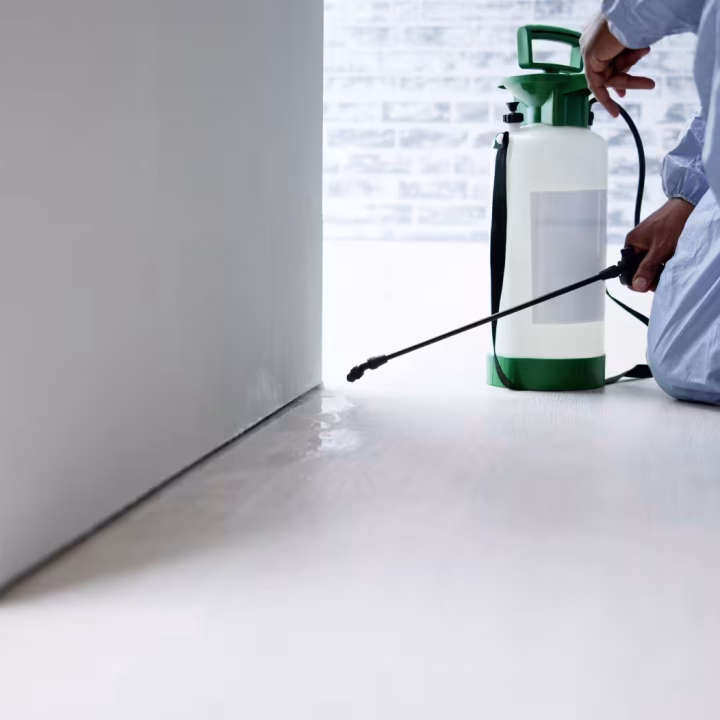 Cedar Hill Pest Control A technician spraying pesticide along the baseboards of a house interior, emphasizing pest control in Cedar Hill.