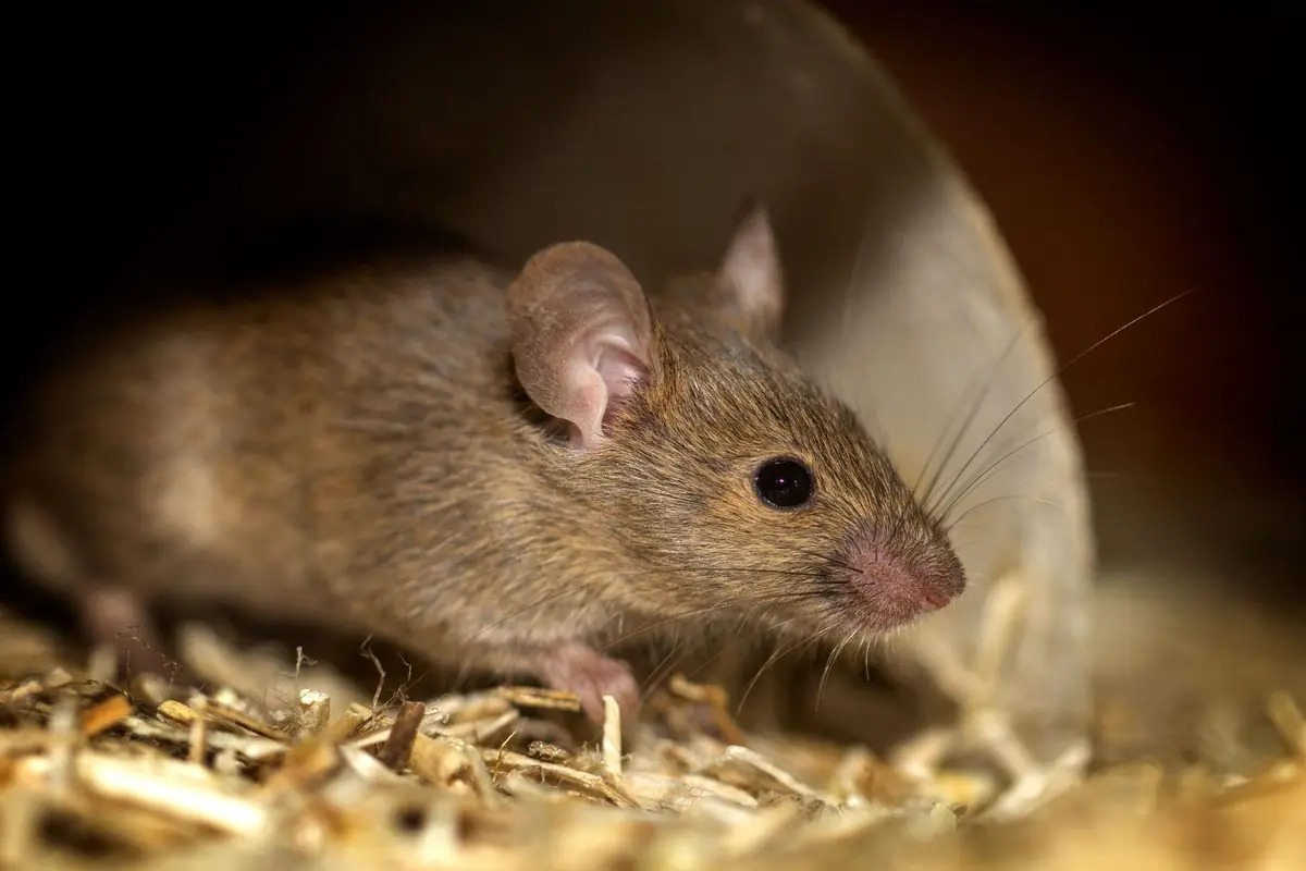 House mouse that moved indoors for the winter