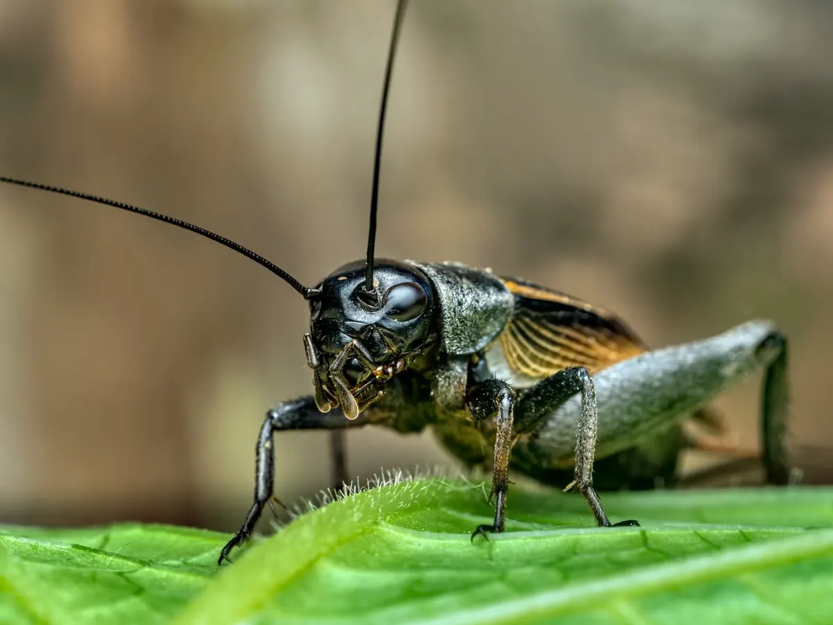 Field cricket, one of the bugs that piles up in Cedar Hill garages in fall