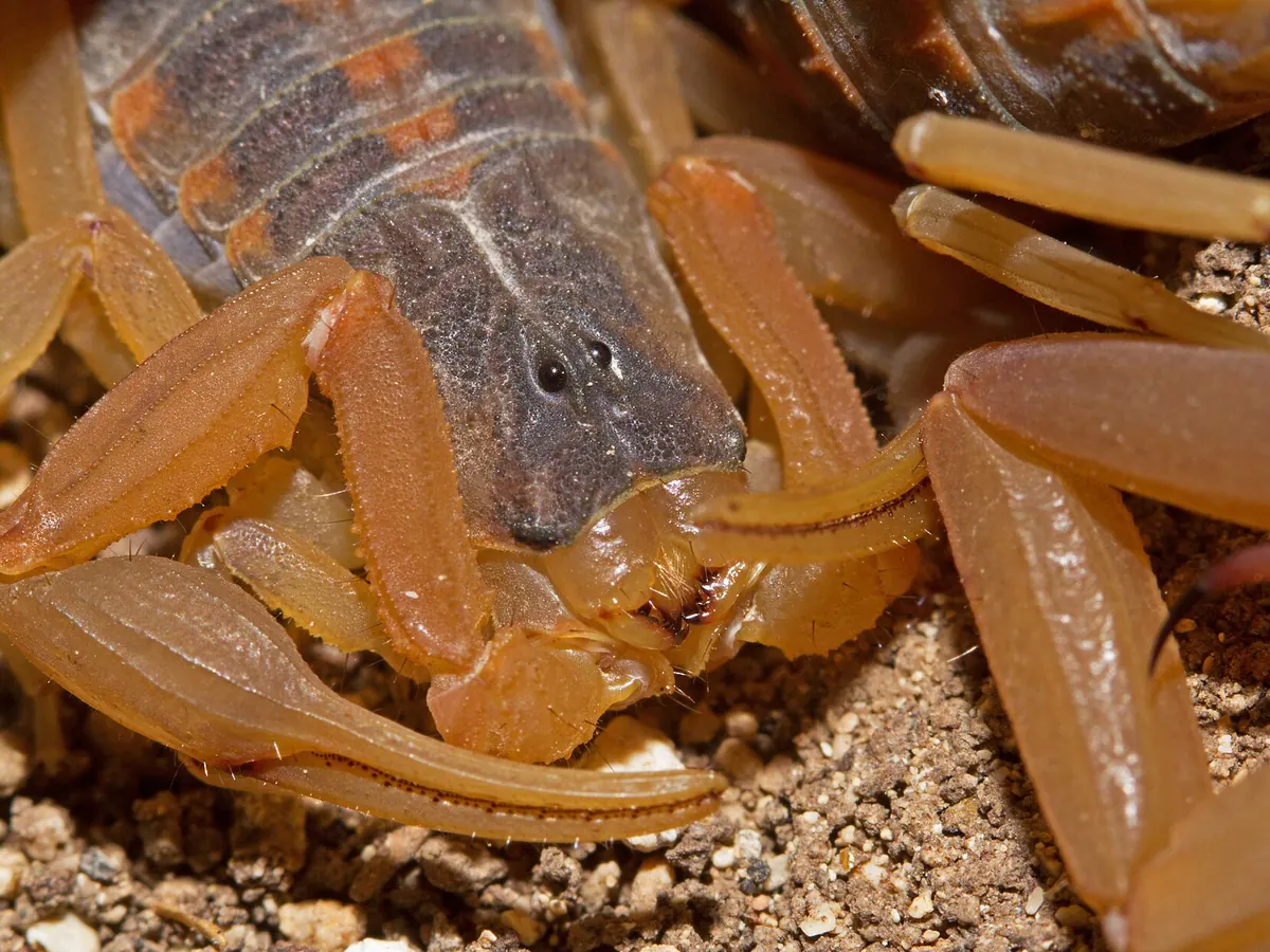 Striped bark scorpion on rock in Texas, the species found in Cedar Hill, TX homes along the escarpment