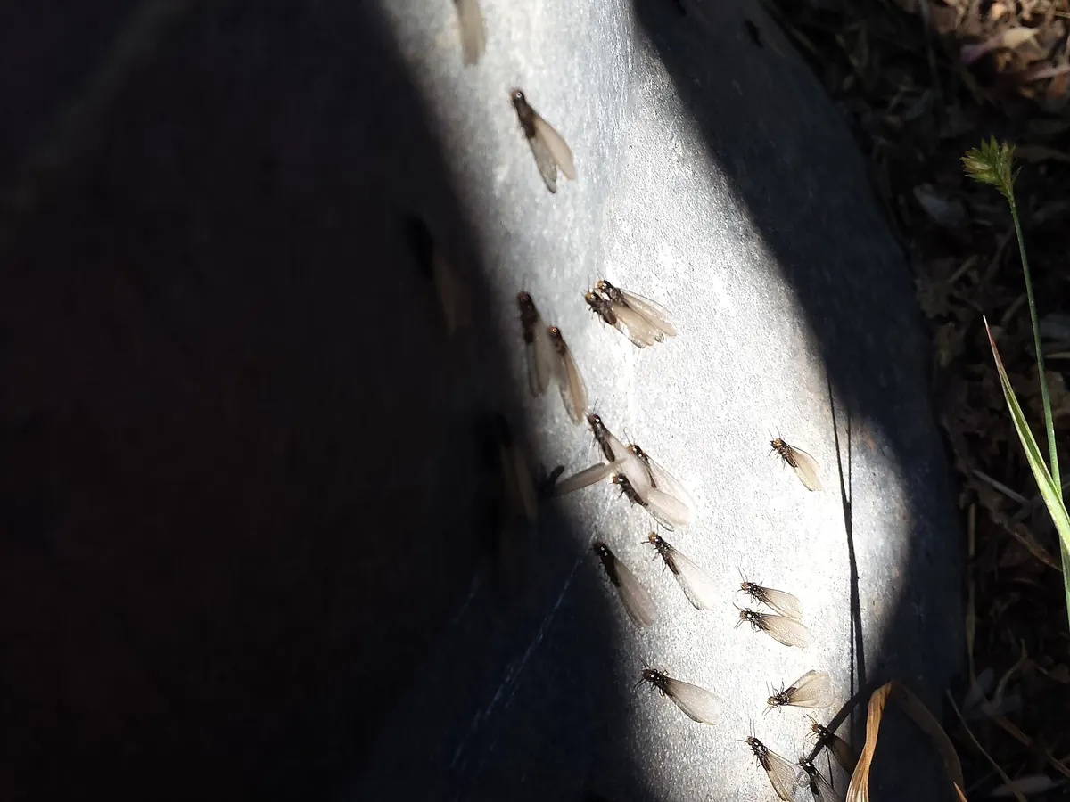 Termite swarmers coming out of the ground in spring