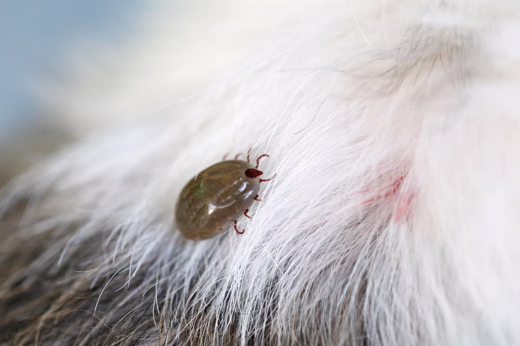 Cedar Hill Pest Control A close-up of an engorged tick attached to an animal's fur, highlighting the need for pest control services in Cedar Hill to prevent tick infestations.
