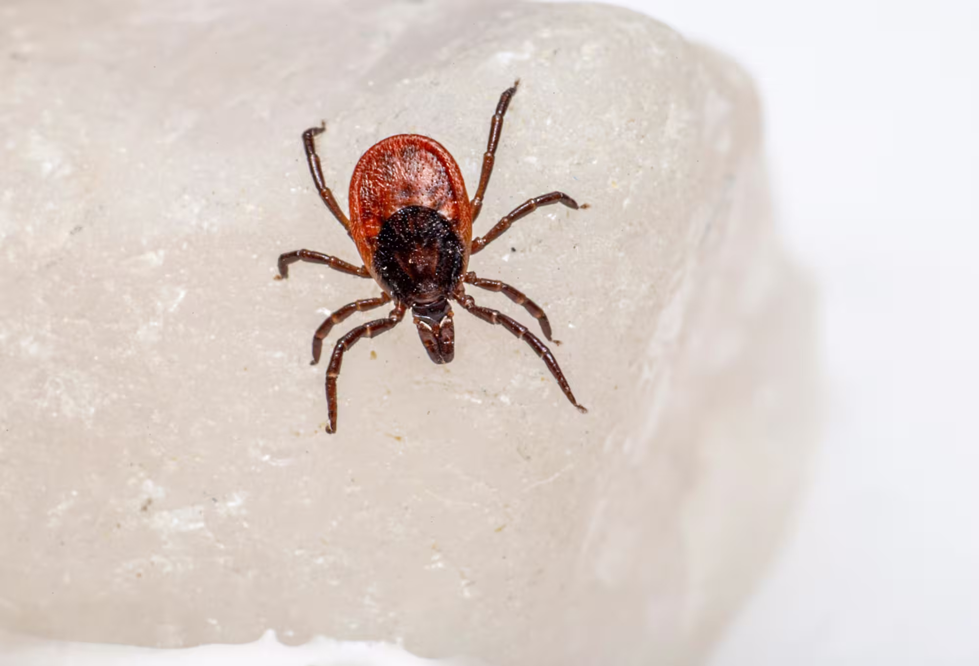 Cedar Hill Pest Control A tick crawling on a smooth white rock, illustrating the presence of pests in outdoor environments and the need for pest control services in Cedar Hill.